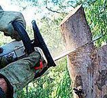 Best Commercial Tree Services  in Providence Village, TX