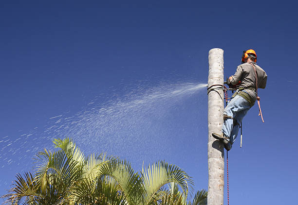 Pest Control for Lawns in Providence Village, TX