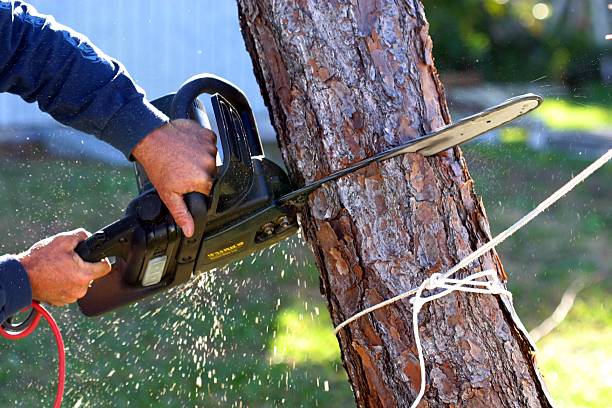 Best Lawn Maintenance Plans  in Providence Village, TX