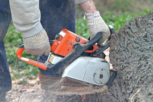 Trusted Providence Village, TX Tree Care Experts
